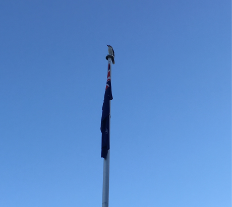 Kookaburra on a Flagpole